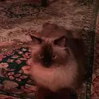 قطط