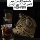 قط ذكر للبيع