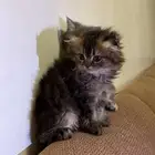 قط سكواتش فولد اثنى