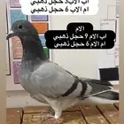زاجل سباق احفاد الحجول الذهبية فرصة ( تم البيع )