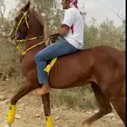 حصان شعبي