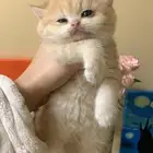 للبيع انثى برتش مسجلة مستوى عالي