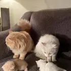 قطط