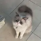 قط مفقود