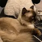 قطط