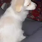 كلب أنثى شيواوا متطعمه ومعها البوكس حقها والحبل