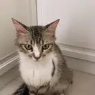 قطط للتبني