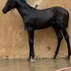 مهره