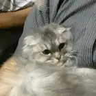 قطوه انثى سكوتش همالايا