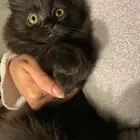 قطط كيتن شيرازي للبيع