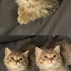 قطط للتبني