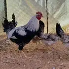 دجاج عربي