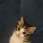 قط للتبني عمر شهرين
