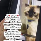 قطي ذكر مفقود