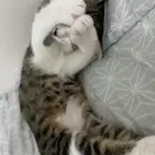 بسه للتبني