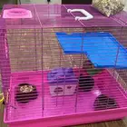 انثى هامستر سوري لون اسود