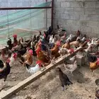 دجاج للبيع.