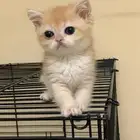 برتش مستوى عالي