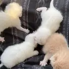 قطط