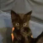قطط عمر شهر ونص للتبني
