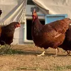 دجاج رود ايلاند النادر