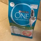 قطه شيرازي