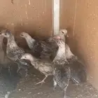 صيصان فيومي