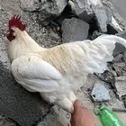 ديوك