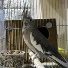 عصفور كرواني