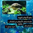حلزون نهري