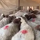 مراح نعيم دفيع منوة القناي