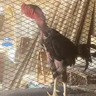 ديك باكستاني للبيع الموقع مكه