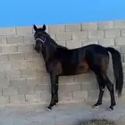 مهره واهو سرعه