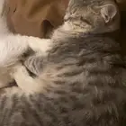 قط ذكر للتبني