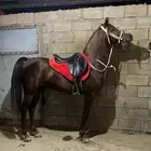 حصان شعبي كفو