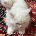 بيش