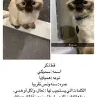 قط ذكر مفقود كمل 5 أيام