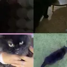 قطه للتبني