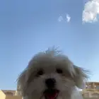 كلب مالتيز