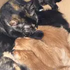 قطه للتبني مع عيالها خمسه