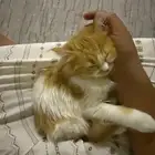 قطه لتنبي