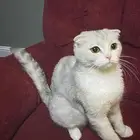 سكوتش فولد بيور للتزاوج