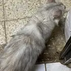 قط للتبني