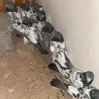 حمام تيدي مع كاسوري مع قولدن