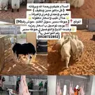 ذبايح بلدي فاخره