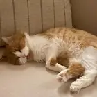 قطة شيرازي امريكي انثى للتبني