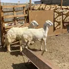 خروفين جبره