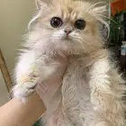 انثى برتش لونق هير للبيع