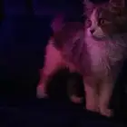 قط للبيع العمر 6 شهور