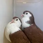 جوز شرازي منتج صحه سليمه